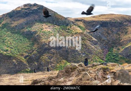 Les charognes noirs, dont la colline porte le nom, encerclent et perchés sur la montagne rocheuse, surplombant la ville d'Édimbourg, Arthurs Seat Summit Banque D'Images