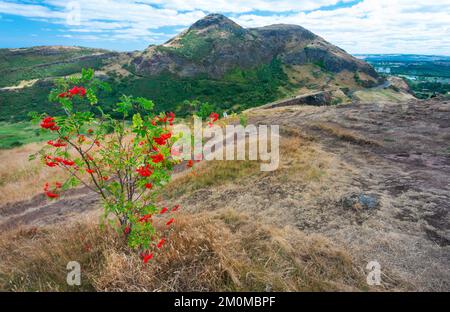 Escalade depuis Holyrood Park, sur le trek le long d'un chemin étroit, rocailleux, avec de hautes falaises verticales, sur Crow Hill, au sommet de la montagne, des vues fantastiques ove Banque D'Images