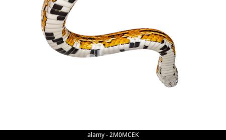 Plan de tête de serpent de maïs de couleur normale alias serpent de rat rouge ou Pantherophis guttatus. Isolé sur un fond blanc. Banque D'Images