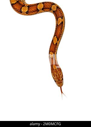 Plan de tête de serpent de maïs de couleur normale alias serpent de rat rouge ou Pantherophis guttatus. Isolé sur un fond blanc. Banque D'Images