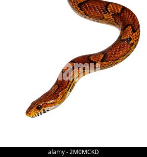 Plan de tête de serpent de maïs de couleur normale alias serpent de rat rouge ou Pantherophis guttatus. Isolé sur un fond blanc. Banque D'Images