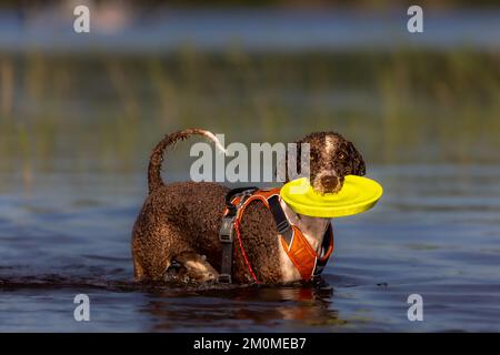 Chien d'eau espagnol jouant dans l'eau avec un Frisbee Banque D'Images