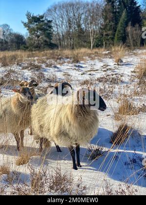 Quatre moutons cornés sur la lande en hiver avec de la neige à Drenthe aux pays-bas Banque D'Images