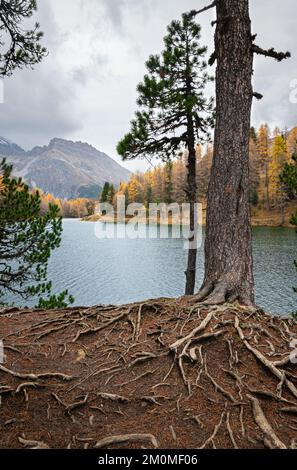 Image pittoresque du tronc et des racines d'un conifères près du lac Palpuogna, en Suisse, en automne Banque D'Images