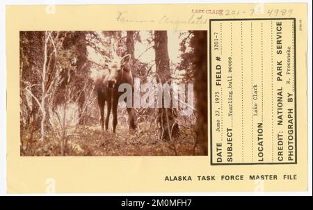 Orignaux de taureau d'un an. Photographies du Groupe de travail de l'Alaska Banque D'Images