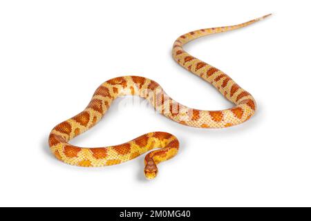 Photo pleine longueur de Candy Cane morph Corn Snake aka Red rat Snake ou Pantherophis guttatus. Isolé sur un fond blanc. Banque D'Images