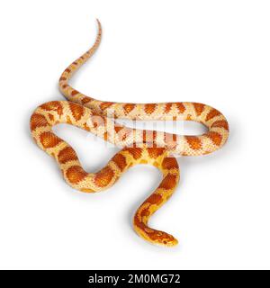 Photo pleine longueur de Candy Cane morph Corn Snake aka Red rat Snake ou Pantherophis guttatus. Isolé sur un fond blanc. Banque D'Images