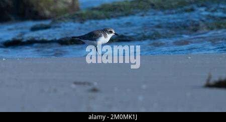 Moins de sable sur la plage. oiseau d'eau. charadrius mongolus. Banque D'Images