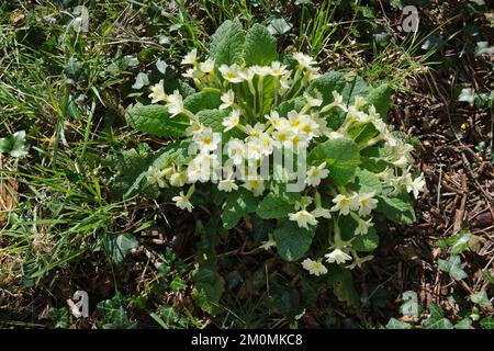 La souche de Primroses, Primula vulgaris, prospère en position ensoleillée après que la couverture de l'arbre a été copiquée. Banque D'Images