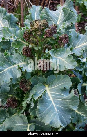 Des fleurs de brocoli pourpres étouffées par de fortes pluies qui se transforment en glace après une chute rapide des températures. Le fleuret supérieur qui a été le plus exposé rapide Banque D'Images