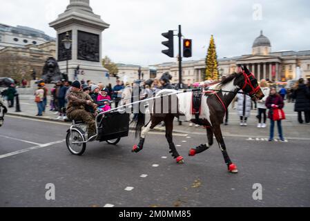 Événement intitulé « The London Christmas Horse Drive of Gitans, Travellers and Visitors from all the UK ». Poney et piège dans Trafalgar Square. Banque D'Images