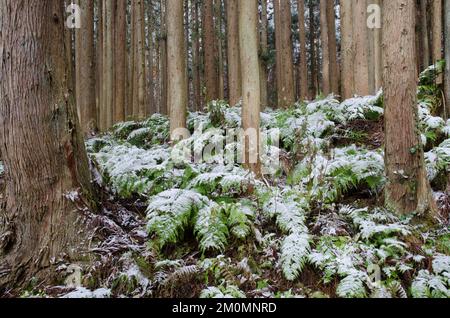 Forêt de cèdre japonais Cryptomeria japonica. Parc national Joshinetsu Kogen. Région de Chubu. Japon. Banque D'Images