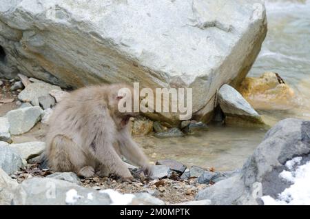 Macaque japonais Macaca fuscata. Jeune jouant avec des pierres. Parc des singes Jigokudani. Yamanouchi. Parc national Joshinetsu Kogen. Japon. Banque D'Images