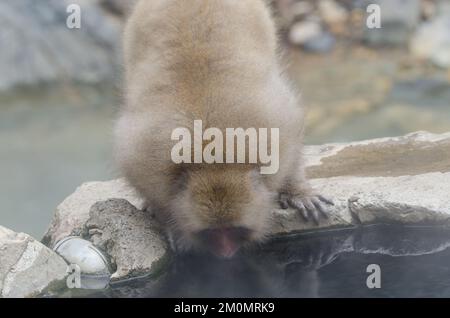 Macaque japonais Macaca fuscata eau potable dans une piscine de source chaude. Parc des singes Jigokudani. Yamanouchi. Parc national Joshinetsu Kogen. Japon. Banque D'Images