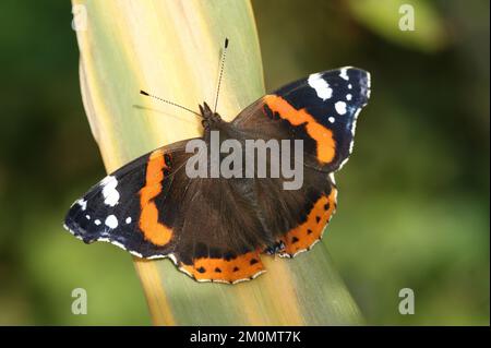 Gros plan d'un papillon Vanessa atalanta assis sur une plante Banque D'Images