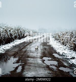 Champ de maïs enneigé en hiver. Chien solitaire blanc sur une route sale. Vue sur la campagne agricole. Photographie de film Banque D'Images