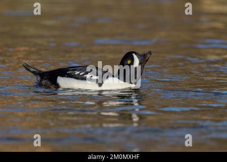 Barrow's Goldeneye (Bucephala islandica) Sacramento Comté Californie États-Unis Banque D'Images