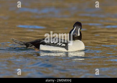 Barrow's Goldeneye (Bucephala islandica) Sacramento Comté Californie États-Unis Banque D'Images