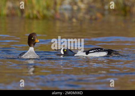 Barrow's Goldeneye (Bucephala islandica) Sacramento Comté Californie États-Unis Banque D'Images