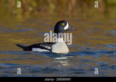 Barrow's Goldeneye (Bucephala islandica) Sacramento Comté Californie États-Unis Banque D'Images