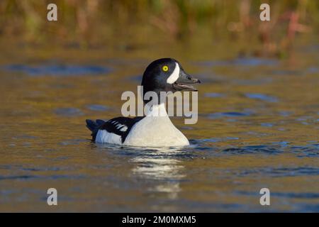 Barrow's Goldeneye (Bucephala islandica) Sacramento Comté Californie États-Unis Banque D'Images