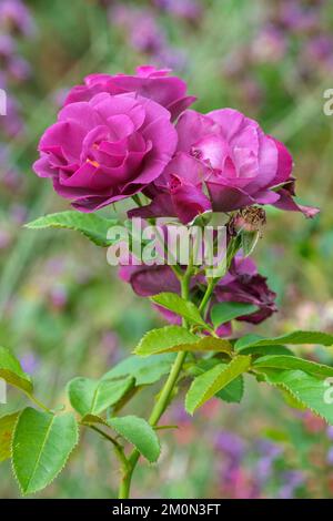 Rosa Rhapsody en bleu, rose Rhapsody en bleu, Rosa Frantasia, rose arbustive avec des fleurs semi-doubles bleu violacé qui s'estompent en bleu ardoise Banque D'Images