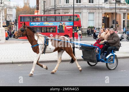 Événement intitulé « The London Christmas Horse Drive of Gitans, Travellers and Visitors from all the UK ». Poney et piège dans Trafalgar Square. Banque D'Images