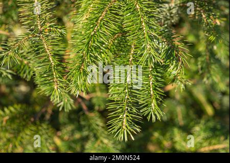 Gros plan des aiguilles d'épinette de Sitka (Picea sitchensis), pays de Galles du milieu, Royaume-Uni Banque D'Images