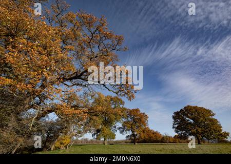Magnifiques chênes anglais en couleur hivernale dans la campagne près d'Alcester, Warwickshire, Angleterre. Banque D'Images