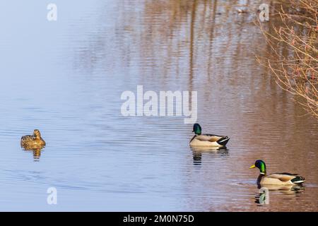 Canards colverts femelles et mâles nageant dans une rivière Banque D'Images