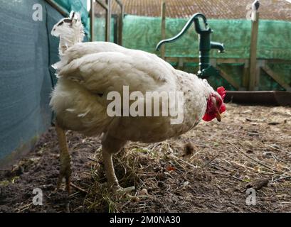 Gros plan d'un poulet blanc à la recherche de nourriture. Flou est en arrière-plan une vieille pompe à eau visible. Vu en Frise orientale, en Allemagne Banque D'Images