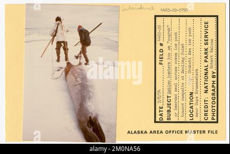 Les chasseurs esquimaux tracent un « oogruk » ou un sceau barbu sur la glace de l'océan vers le camping à Seal point. Photographies du Groupe de travail de l'Alaska Banque D'Images