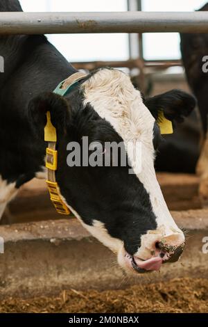 Gros plan de la tête de vache noire et blanche qui se nourrit d'herbe en position stable à la ferme Banque D'Images