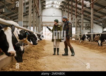 Agronome discutant de l'agriculture avec l'agriculteur, ils marchent le long de la grange et examinent les vaches en décrochage Banque D'Images