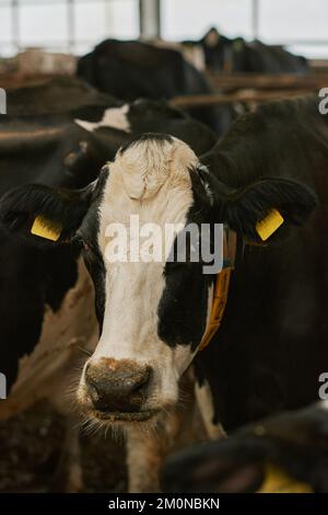 Gros plan de la vache à lait domestique avec des étiquettes debout dans le stalle de cow-sheld Banque D'Images
