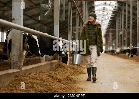 Agricultrice avec seau marchant le long de la grande grange, elle nourrissant le troupeau de vaches à la ferme Banque D'Images