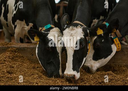 Gros plan de vaches domestiques noires et blanches mangeant du foin dans une ferme agricole Banque D'Images