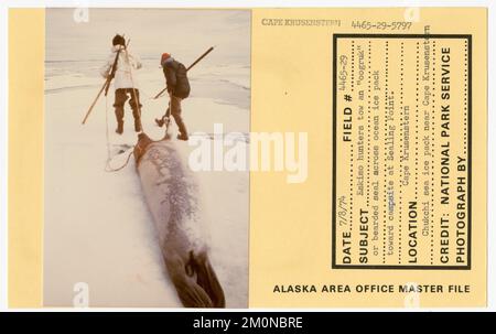 Les chasseurs esquimaux tracent un « oogruk » ou un sceau barbu sur la glace de l'océan vers le camping à Seal point. Photographies du Groupe de travail de l'Alaska Banque D'Images