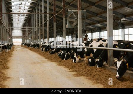 Grande ferme laitière avec troupeau de vaches noires et blanches debout dans la cale et mangeant du foin frais Banque D'Images