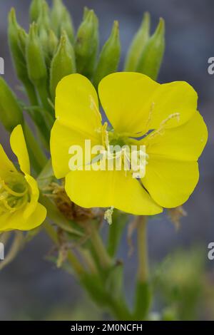 Nachtkerze, Nachtkerzen, Oenothera, Oenothera spec., Primrose du soir, Soirée-Primrose, étoile du soir, dépôt de soleil, Onagre Banque D'Images