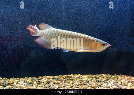 Le poisson arowana dans le cabinet. C'est un poisson charmant. Banque D'Images
