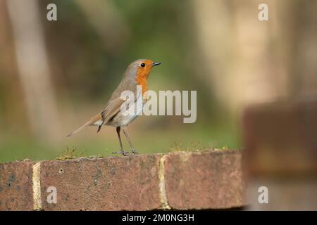 Robin européen (erithacus rubecula) oiseau adulte perché sur un mur de briques de jardin, Kent, Angleterre, Royaume-Uni, Europe Banque D'Images