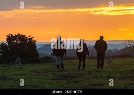 Promeneurs de chiens, chien marchant au coucher du soleil, Hampton Ridge, Frogham, New Forest, Hampshire, Royaume-Uni, 7 décembre, hiver 2022. Banque D'Images