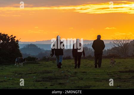 Promeneurs de chiens, chien marchant au coucher du soleil, Hampton Ridge, Frogham, New Forest, Hampshire, Royaume-Uni, 7 décembre, hiver 2022. Banque D'Images