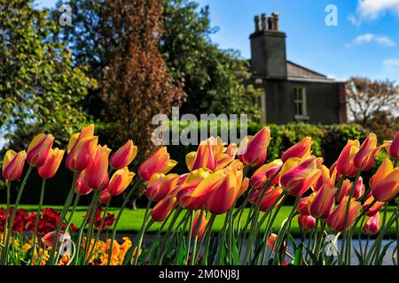 Tulipes (Tulipa) dans le vent, printemps dans le jardin botanique, temps ensoleillé, Dublin, Irlande, Europe Banque D'Images