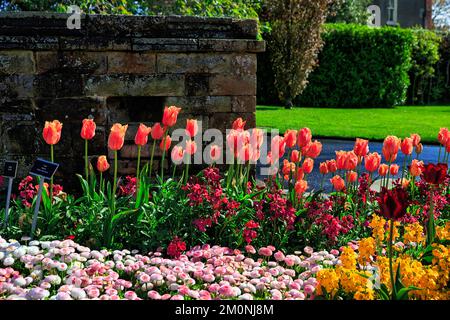 Tulipes (Tulipa) dans un lit, printemps dans le jardin botanique, temps ensoleillé, Dublin, Irlande, Europe Banque D'Images