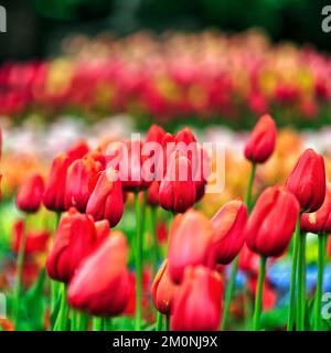 Tulipes rouges (Tulipa) dans un lit, jardin botanique, Dublin, Irlande, Europe Banque D'Images