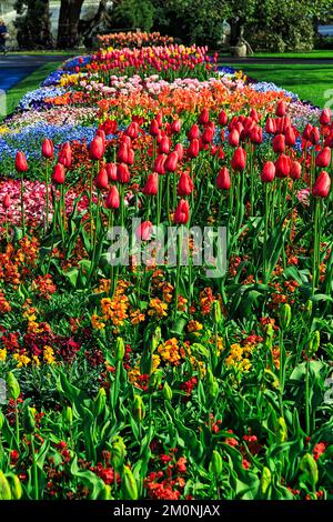 Tulipes (Tulipa) dans un lit, printemps dans le jardin botanique, temps ensoleillé, Dublin, Irlande, Europe Banque D'Images