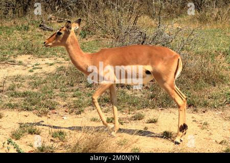 Un dollar impala face au touriste au parc national Kruger en Afrique du Sud Banque D'Images