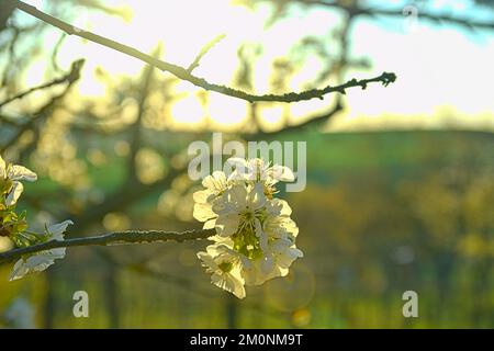 Fleurs de cerisier fleuris. Branche de cerisier en fleur. Cerisier en fleur Banque D'Images